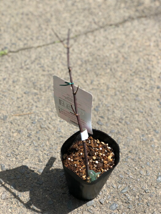 モミジです。 もみじ様 紅葉しているのはモミジ？それともカエデ？ ふたつの