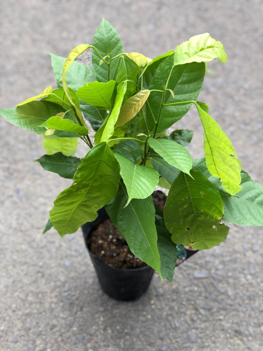 楽天市場 カカオ トリニタリオ ココアの木 5号ポットインテリア用観葉としても楽しめます 他品種よりも耐病性に優れ 果実が大きく種子もおおきめです カカオ トリニタリオ ファーム フローラル