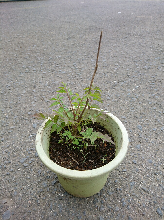 楽天市場 ノウゼンカズラ ピンク花 3 5号苗 J01 千草園芸