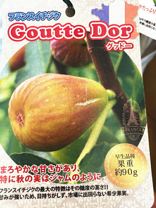 楽天市場 フランスイチジクの苗 各種 ４号最大の特徴は糖度の高さ 通常品種よりも青臭さが少なく 種のジャリジャリ感が少なめです ビオレットドアルジェンテイル フランダース グッドー ピエドブーフ ドリードポルケロス いちじく 無花果 果樹苗 ファーム フローラル