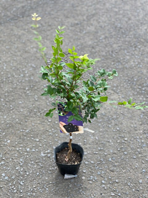 楽天市場 強健大玉 ジャボチカバの苗 5号ポット耐寒性に優れた品種です強い甘みとジューシーさが魅力のトロピカルフルーツ 強健大玉 ジャボチカバの苗5号ポット果樹苗 自家栽培 自家結実性 ファーム フローラル 楽天市場 強健大玉 ジャボチカバの苗 5号ポット耐寒性に優れた品種です強い甘みとジューシーさが魅力のトロピカルフルーツ 強健大玉 ジャボチカバの苗5号ポット果樹苗 自家栽培 自家結実性 ファーム フローラル