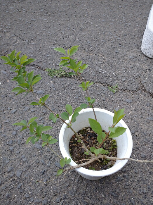 Puntiniレオノチス・レオヌルス苗 楽天市場】レオノティス・レオヌルス（ライオンズイアー） 4号