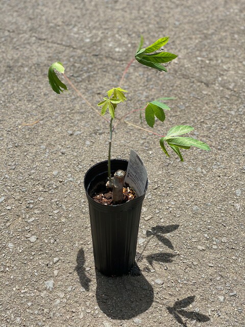 楽天市場 山菜の女王様 しらきの芽の苗 こしあぶら ４号ポット香り 風味豊かでタラの芽をしのぐ絶品といわれています しらきの芽の苗 コシアブラ 山菜三昧シリーズ ４号ポット ファーム フローラル
