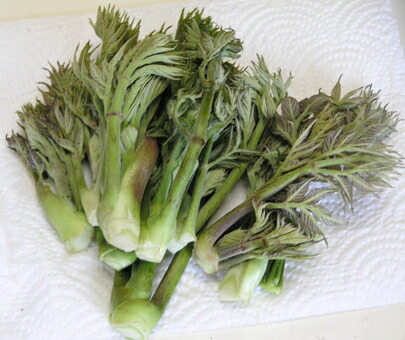 楽天市場】【国産 天然】たらの芽1kg 採りたてを産直