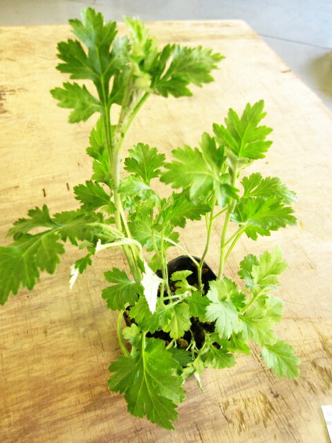 楽天市場】お任せ抜き苗□よもぎ(蓬・艾)□根っこ付き/天然ヨモギ