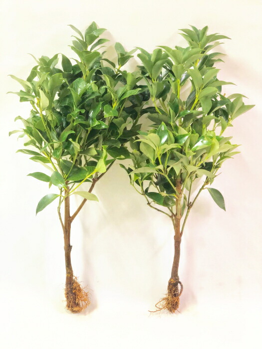楽天市場 しきみ 根付き ２本セット 一対 生花 切り花 おしきみ おしきび シキミ シキビ 樒 お供え お悔やみ 仏壇 枝物 彼岸 墓花 墓参り 仏前草 香木 切花 盆 ファーム フローラル