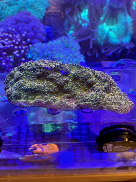 最大91%OFFクーポン 珊瑚 珊瑚礁 サンゴ10コ インテリア ハンドメイド