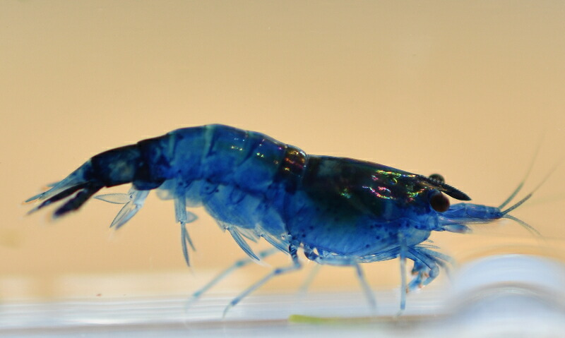 楽天市場 ベルベットブルーシュリンプ Sm１０匹 フォーカス