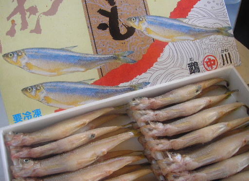 北海道産本ししゃも（オス、大３０尾）