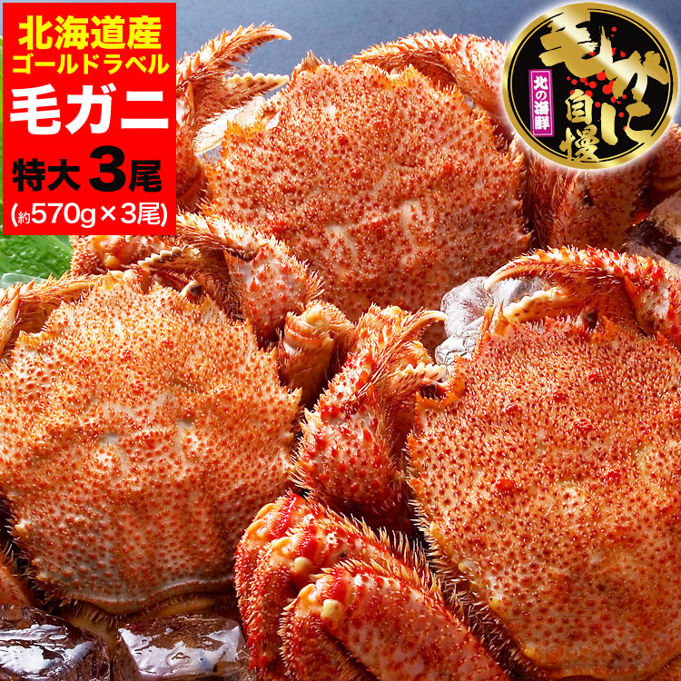 【特大】毛ガニ 570g 前後×3尾セット 北海道産 姿 味噌 けがに 毛がに カニ 蟹 かに 脚 折脚たし脚入る場合があります