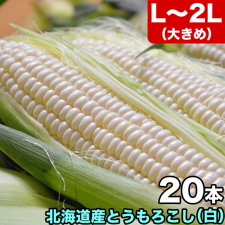 楽天市場】【2025年収穫予約】とうもろこし 白粒 訳あり 20～30