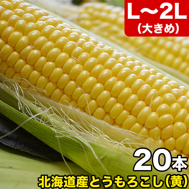 【2025年収穫予約】とうもろこし 黄粒 L～2L×20本 ［北海道産 とうきび］ 【お届け日指定不可無効】 【2025年8月下旬前後頃よりご注文順に発送】