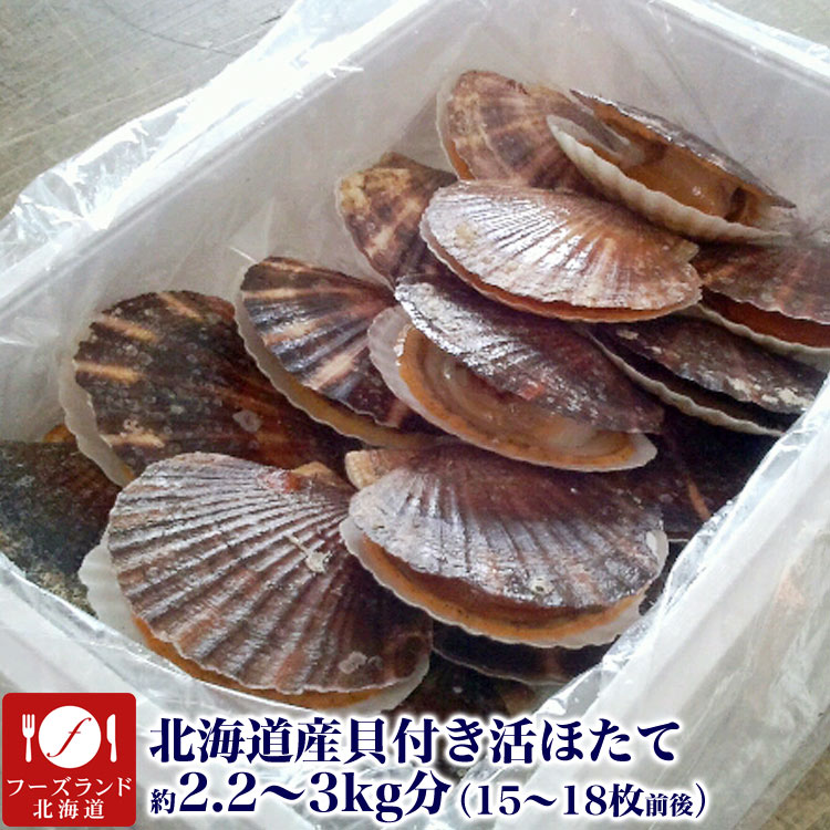 楽天市場 活 ホタテ 貝付き 北海道産 15 18枚前後 2 2 3kg前後分 殻付き 生き ほたて 帆立貝 お届け日指定不可選択無効 ご注文後1 3週間前後で収獲次第出荷 長期不在受取り注意 フーズランド北海道