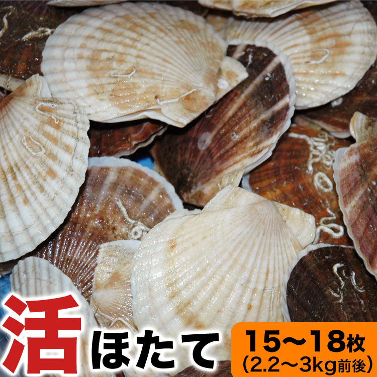 ホタテ 活 貝付き 3kg 前後(15～18枚前後) 北海道産 帆立 ほたて 刺身 生食 海鮮丼 寿司【お届け日指定不可選択無効】【キャンセル不可】【ご注文後1～3週間前後で収獲次第出荷】【長期不在受取り注意】