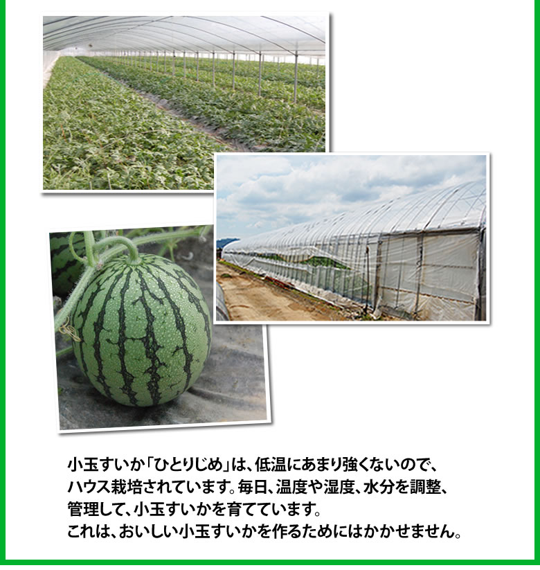 すいか 小玉すいか ひとりじめ 秀品2玉 約3kg 熊本県産 西瓜 スイカ すいか 小玉すいか ひとりじめ 秀品2玉 約3kg 熊本県産 西瓜 スイカ