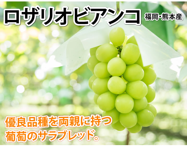 楽天市場 ロザリオビアンコ ぶどう 送料無料 1kg 2 3房 2箱購入で1箱おまけ クール便でお届け 福岡 熊本県産 お取り寄せ マスカット 葡萄 ブドウ Foody S