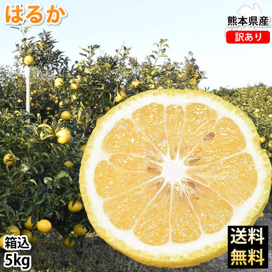 w_harukam_h5kg_r540.jpg