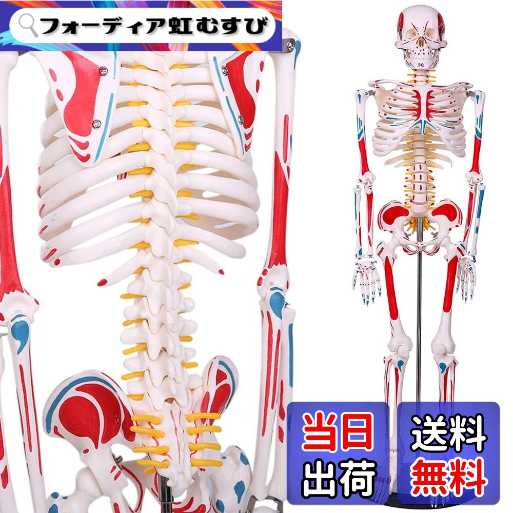 【貨物輸送無料】【自然科学治療法士締めくくる】人身枠組みひな型 高慥かさ1/2人身真似形 腕力起始／差し止める色書きあらわす型 85cM 照明ランプ付き添い人 教材 刀圭
