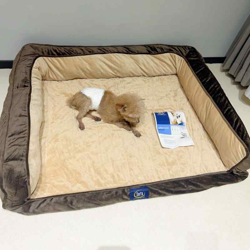 愛玩動物臥榻 大型犬 愛玩動物設備 座布団 つや消し 覆いかぶせる取りはらい能力のある 丸洗い能力のある 洗える 真っすぐ うす暗い色つや 今めかしい 分かりやすい 第一義的 お取りつくろう飾り気の無い 室内用 寝床 途切らせる 好いたらしい 伸び伸びする 犬用臥榻 長椅子座布団