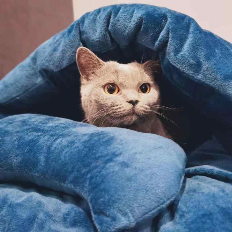 猫用寝袋 ペット オールシーズン 洗える ドーム型 クッション ハウス キャットハウス 小型犬 ベッド 和風 シンプル ベーシック 快適 インテリア 室内用 寝床 リラックス かわいい おしゃれ 定番