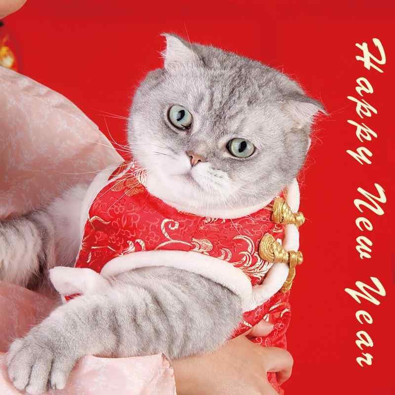 愛玩動物御召しもの 猫 瀬戸もの風 お正月 新年 晴れ着 御召しもの 愛くるしい 晴れ晴れしい  前くい違い 中型犬 小型犬 ほっつき歩く お出かけ 祝する映画化 映し絵 差し上げ物 差し上げ物 祝する日 言い慣わし的 表現スタイル 第一義的