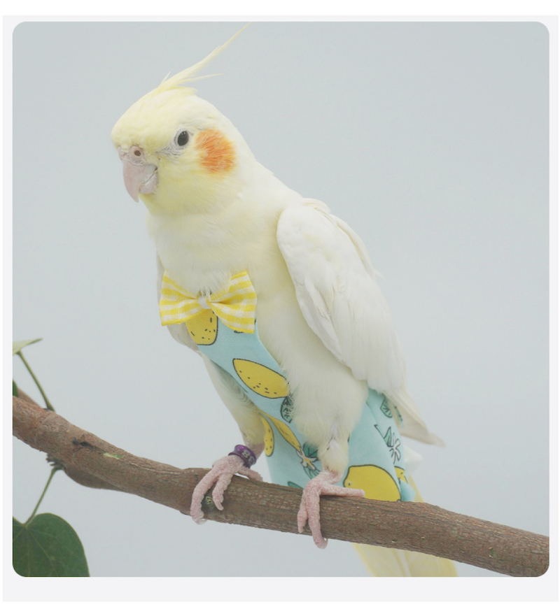 一部即納 鳥 鳥用おむつ リボン無し可能 インコ おむつ ペット