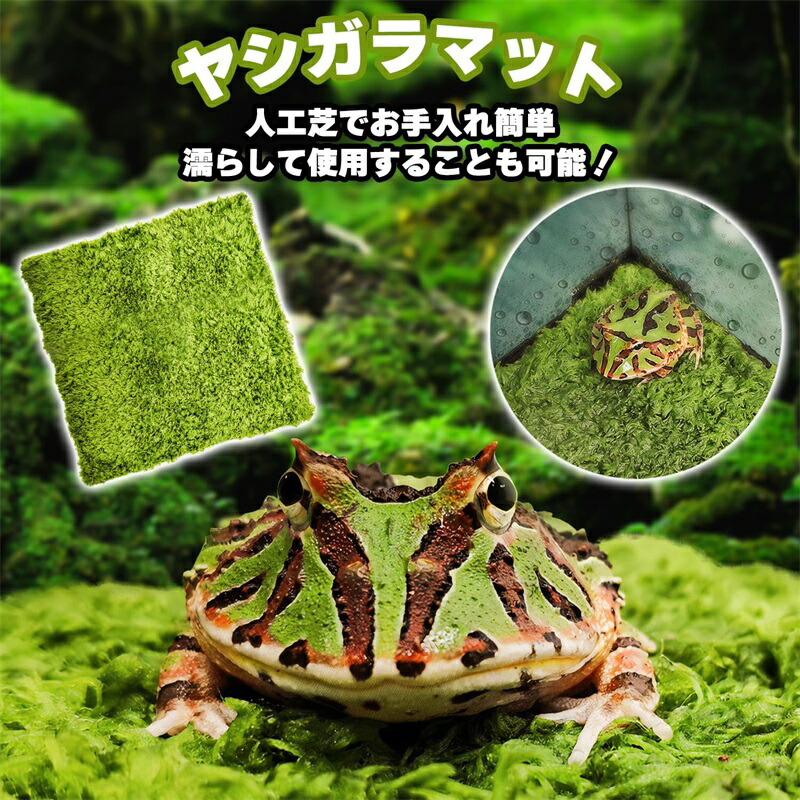 カエルのマット 61G95EpMNZL._UF350,350_QL50_.jpg