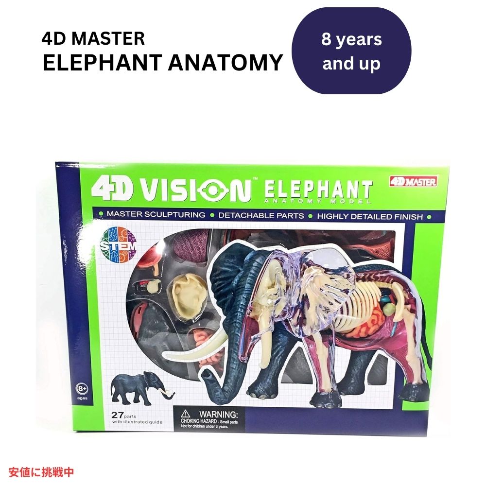 楽天市場】4Dビジョン ライオン 解剖模型 解剖モデル 4D Vision