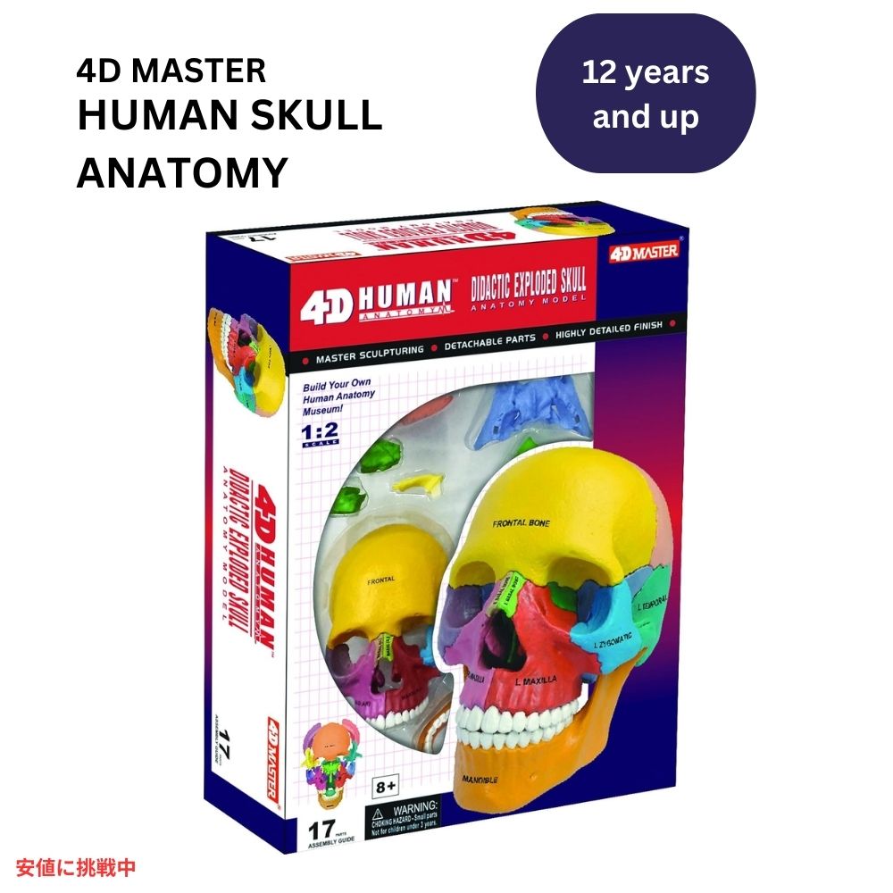楽天市場】人体解剖模型 立体パズル 4D HUMAN Anatomy 雌性