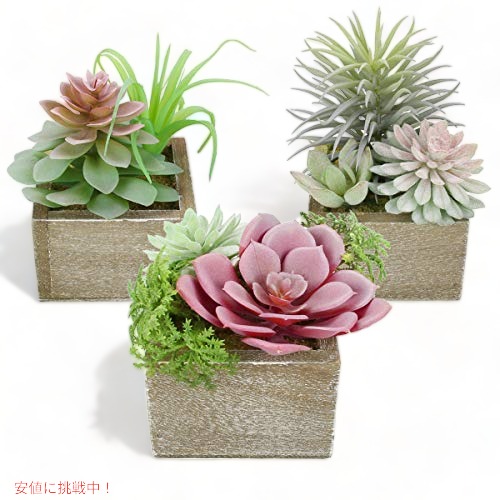 専用❤️速達＋300同梱-100円多肉植物コノフィツム コンカブム 鉢のまま コノフィツム コンカブム - メルカリ