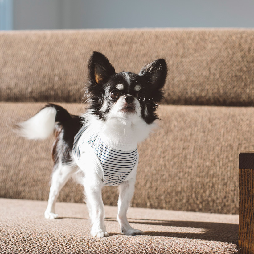 楽天市場 犬 服 ドッグウェア ボーダーニットタンク犬服 おしゃれ シャツ 日本製 シンプル いぬ 洋服 ウェア ドッグ Free Stitch