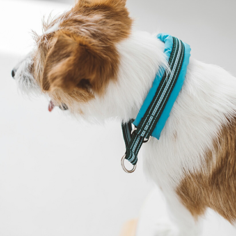 楽天市場 犬 首輪 フレッシュ ストライプ ハーフチョーク 25 サイズハーフチョーク 犬用ハーフチョーク ハーフチョーク 小型犬 しつけ ナイロン カラー 犬の首輪 チェーン ハーフ トイプードル チワワ ペット用品 パグ Free Stitch