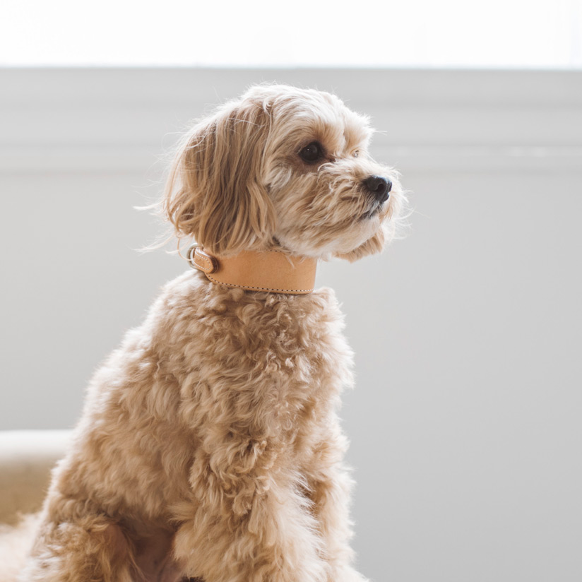 楽天市場 犬 首輪 オリジナル ヌメ カラー ワイド S サイズ犬 首輪 犬首輪 小型犬 シンプル ベーシック 革 首輪 小型 いぬ ドッグ チワワ トイプードル ヨークシャテリア ミニピン イタグレ 幅広 ワイド タイプ 首長 おしゃれ シンプル かわいい Free Stitch