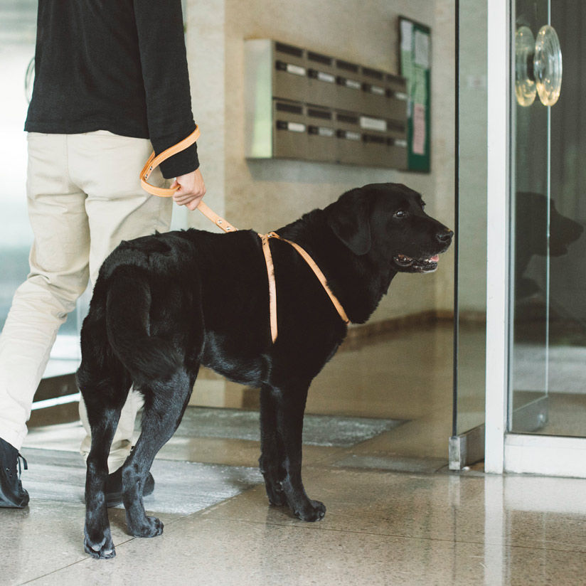 楽天市場】【犬 ハーネス】オリジナルヌメリングワンタッチハーネス 45