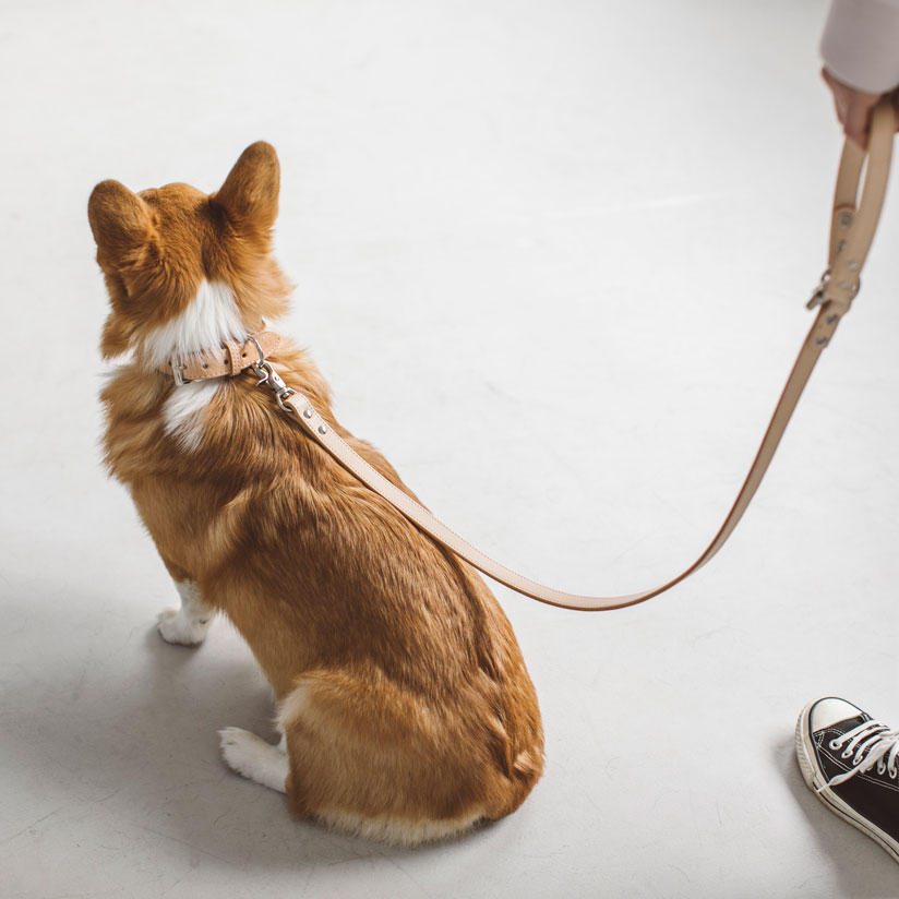 楽天市場 犬 リード オリジナル ヌメ リング リード L サイズ 犬用ペット用リード 犬 ペット リード 首輪 散歩 犬用 リード カジュアル おしゃれ カラフル ファッションリード 大型犬 中型犬 カラー 訓練 トレーニング Free Stitch