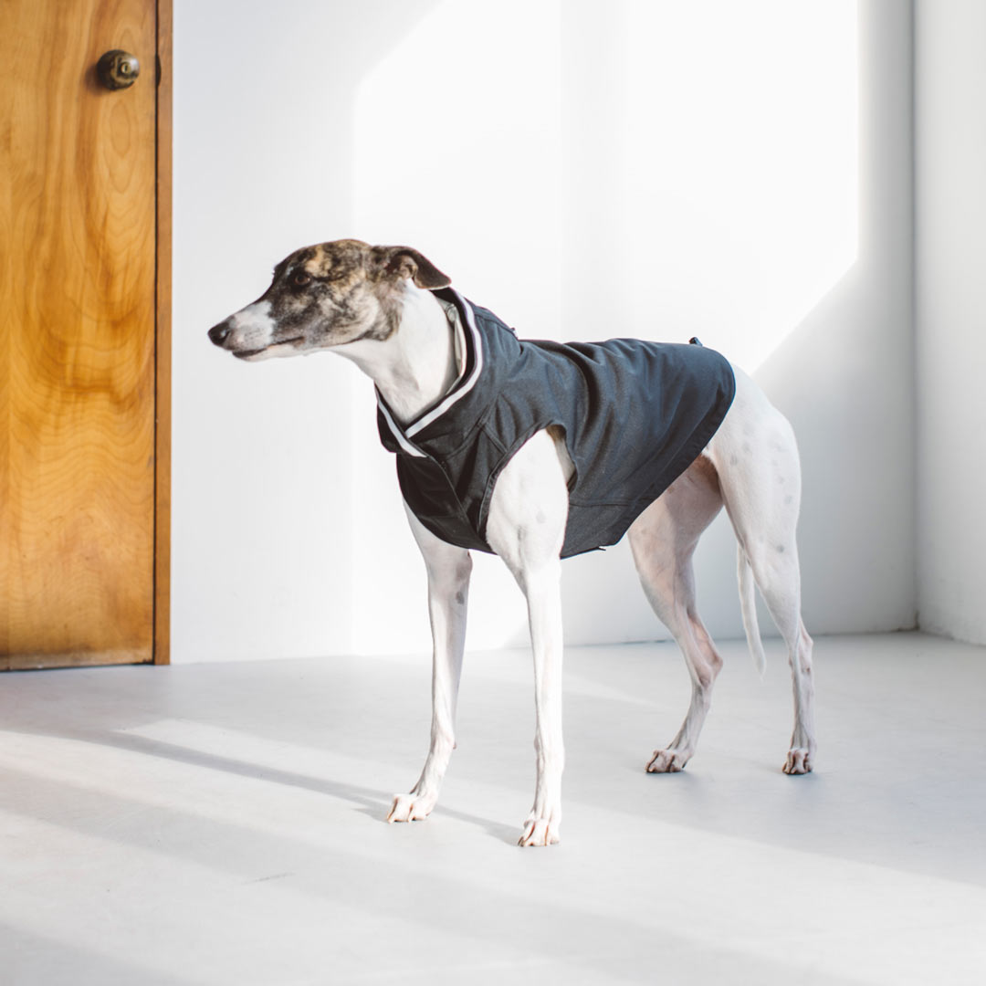 【犬 服 お召しもの】 ウィンドブレーカー 4L / 5L / 6L / 7L大型犬用