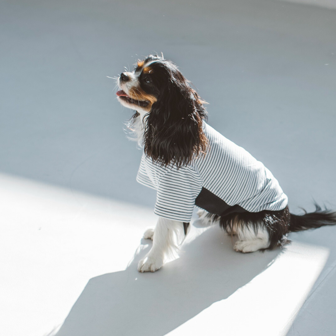 91％以上節約 ミニボーダーTシャツ L LL 3L<br>犬服 おしゃれ Tシャツ 高級 シンプル いぬ 洋服 ウェア ドッグ 日本製 犬  ドッグウェア おでかけ ドッグラン 普段着 <br>
