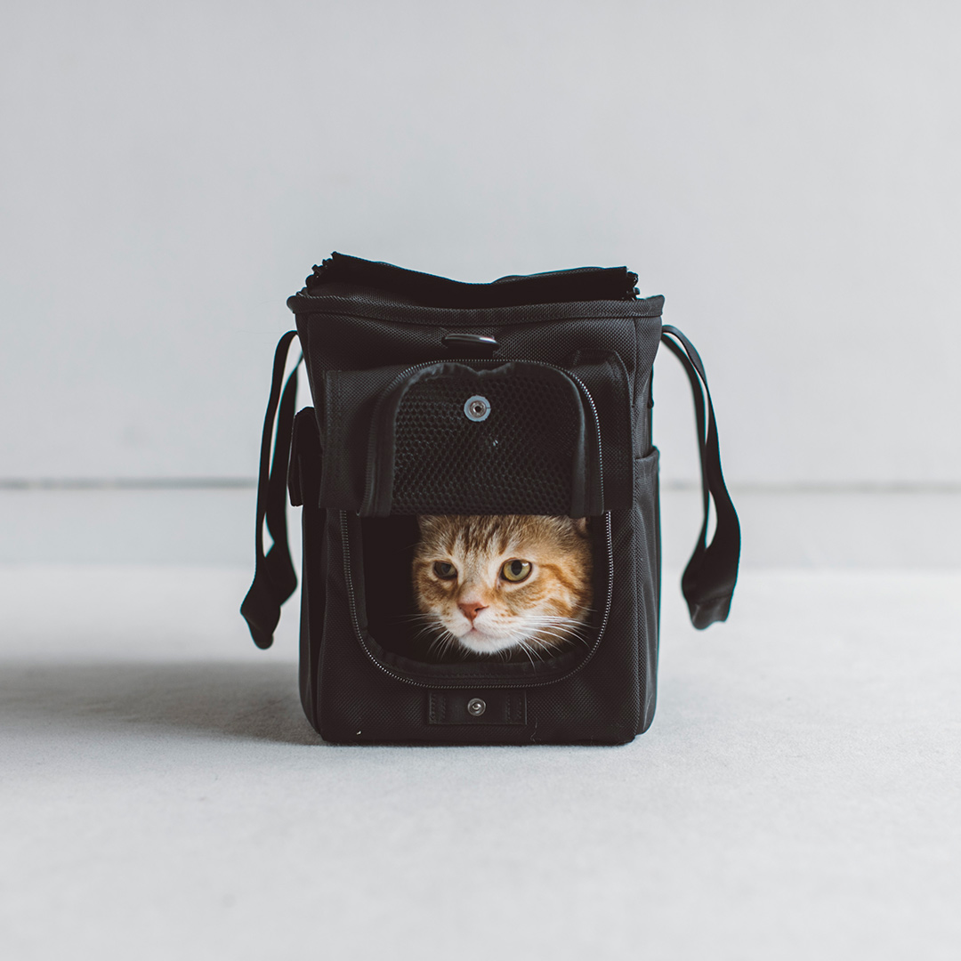 楽天市場】DUCA キャリー Mサイズ 猫用 : フリーステッチ