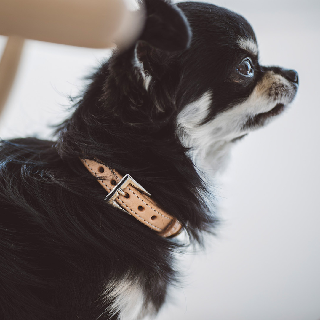 犬用　リード＆ハーネス　　ヌメ革ハーフマルチカラー ヌメリングワンタッチハーネス - ドッググッズ・猫グッズ通販