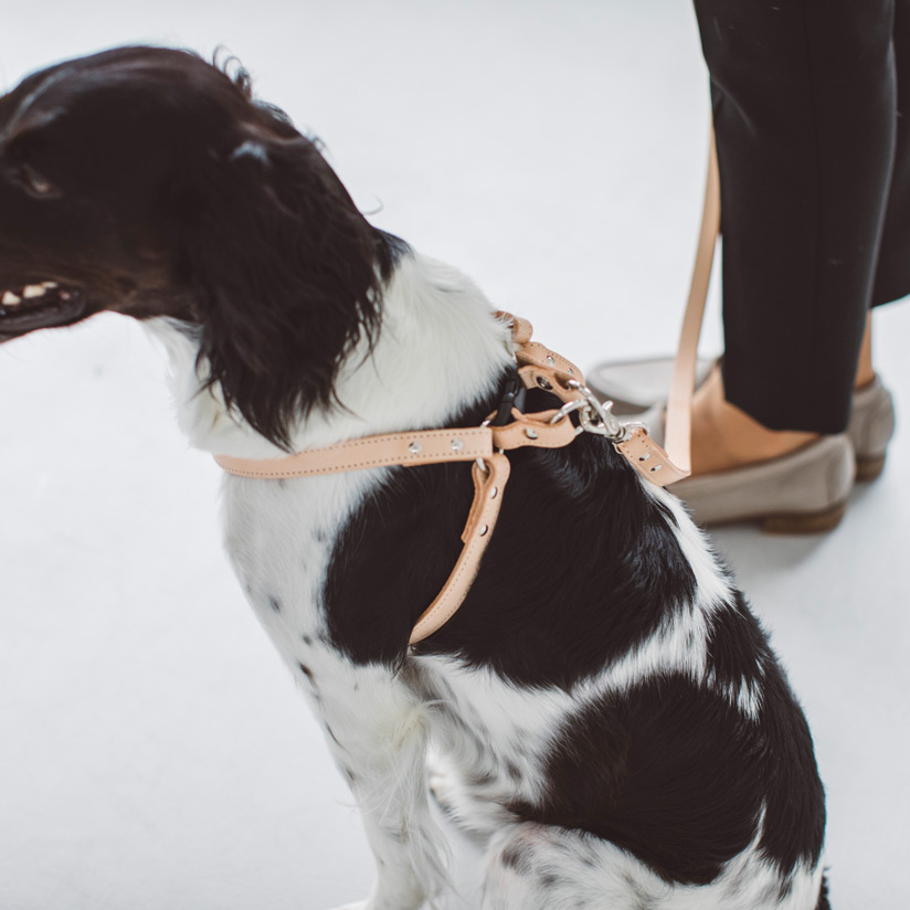 楽天市場】【犬 ハーネス 革】ヌメリングワンタッチハーネス 40小型犬
