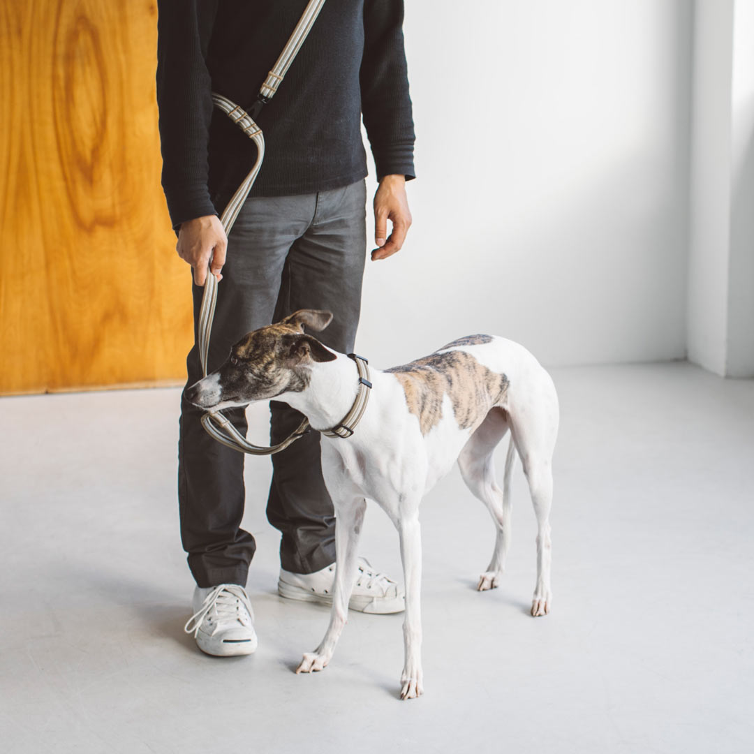 楽天市場 犬 首輪 アンチオドール コンフォート マルチパーパス リード S サイズ 小型犬犬 リード 犬首輪 小型犬 中型犬用 シンプルベーシック 犬のリード いぬ フリーステッチ