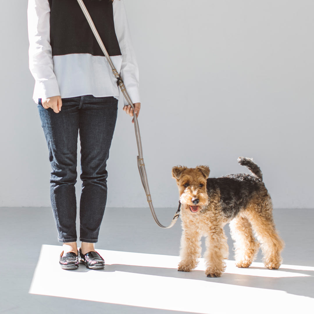 【犬　首輪】アンチオドール コンフォート マルチパーパス リード M サイズ　小型犬 犬 リード　犬首輪　小型犬　中型犬用　シンプルベーシック　犬のリード　いぬ