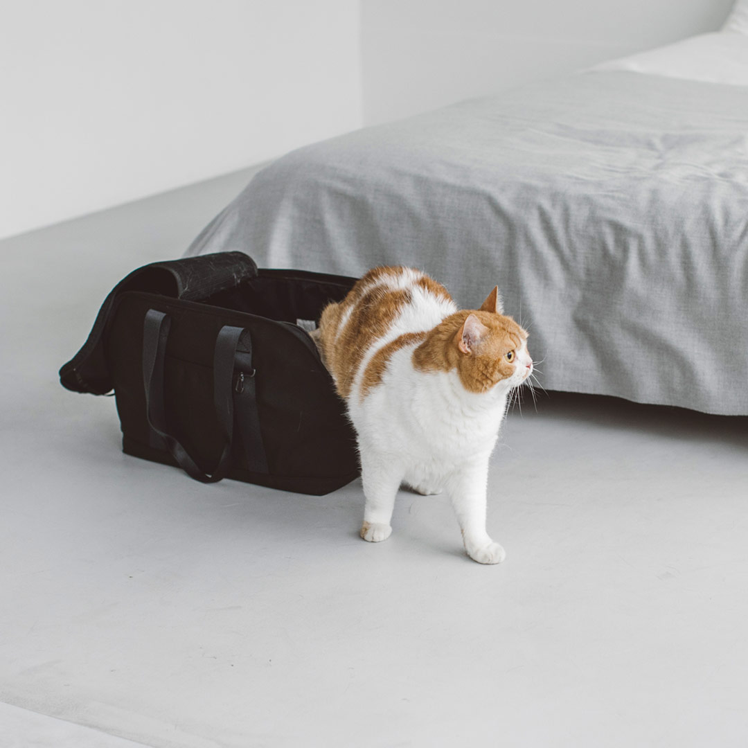 【猫 持ちはこび】猫 キャリーバッグ 今めかしい 可愛らしい 折りたたみ トート 御徒面子 軽さ 愛玩動物持ちはこび 持ちはこび入れもの 持ちはこび手押し車 ねこ 愛玩動物 おでかけ 通院 防災 分かりやすい 好いたらしい 猫ケージバルコディスクエアトート 目かくし覆いかぶせる付き添い人 L大きさ