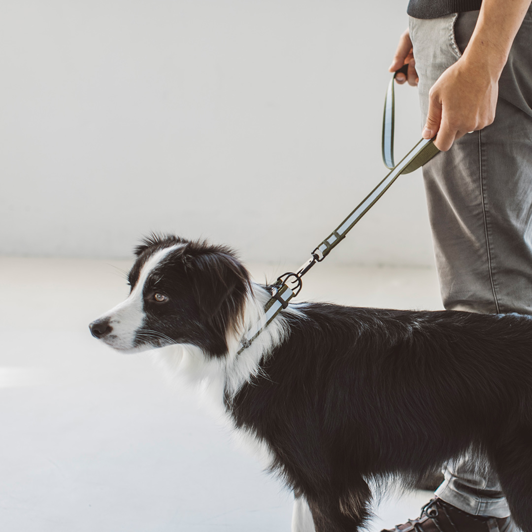 【楽天市場】【犬 首輪】リフレクティブ カラー L サイズ 中型犬