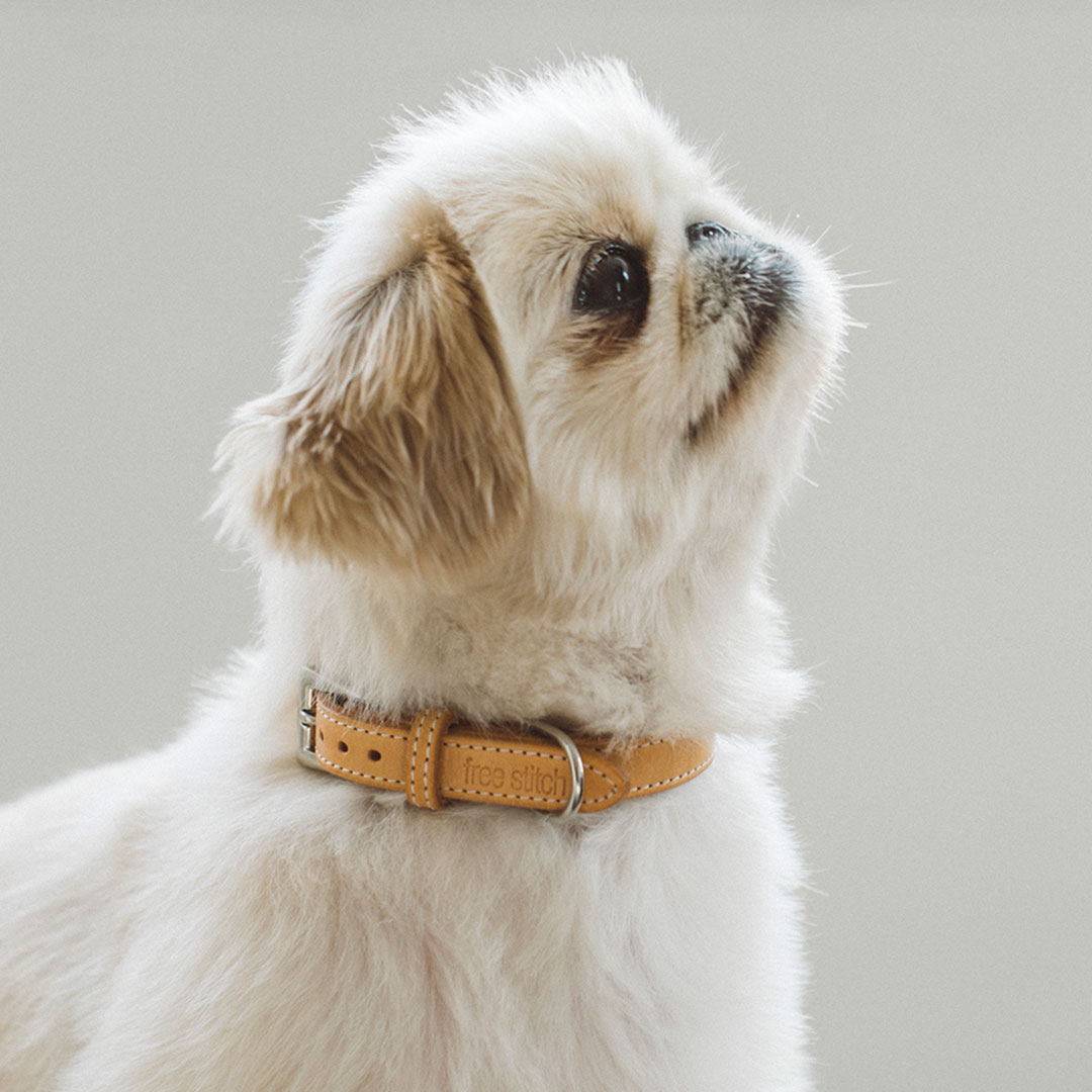 楽天市場】【犬 ハーネス 革】ヌメリングワンタッチハーネス 40小型犬