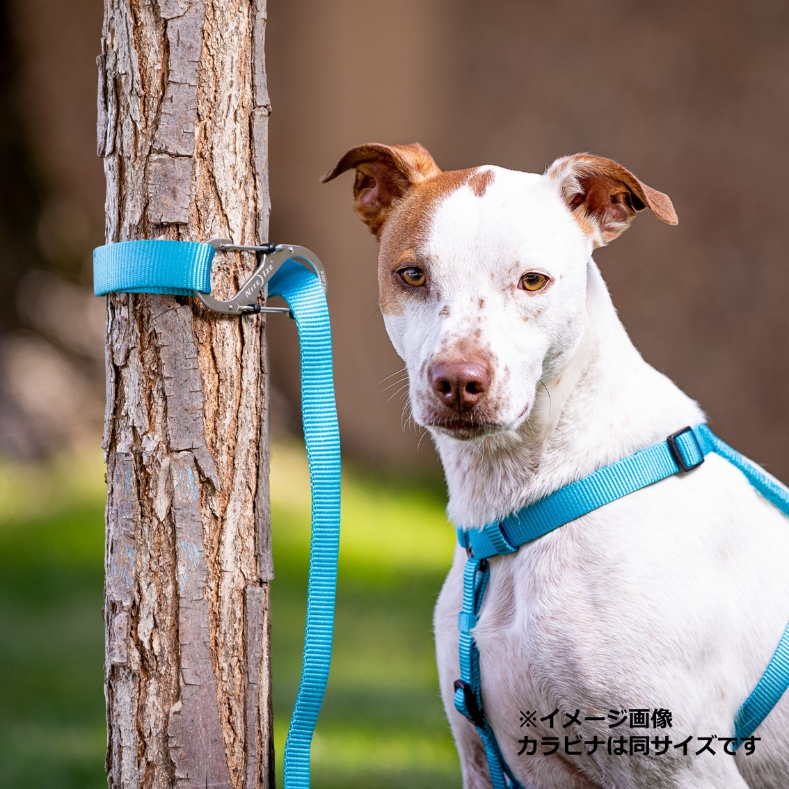 楽天市場 カラビナ 係留 犬 キーホルダー おしゃれ 登山 ファッション デザイン 鍵 シンプル アウトドア ナイトアイズ エスビナー 4 Niteize アルミ メール便送対応 日本正規品 Free Bird