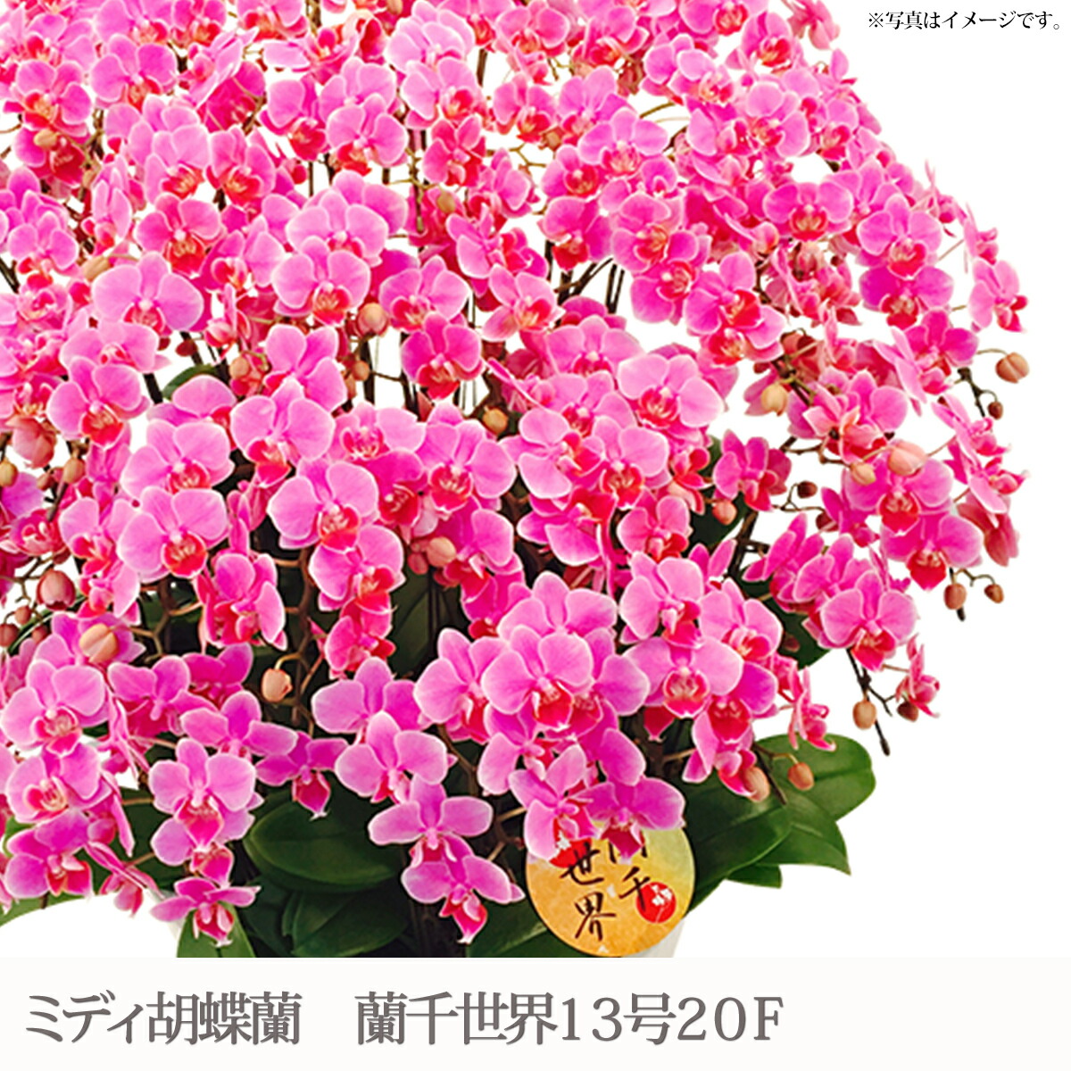 MIDI夢見鳥蘭 蘭千地球１３号２０Ｆ[貨物輸送無料 内祝い 生まれ落ちる日 差し上げ物 しっぺい返し 母の日 父の日]
