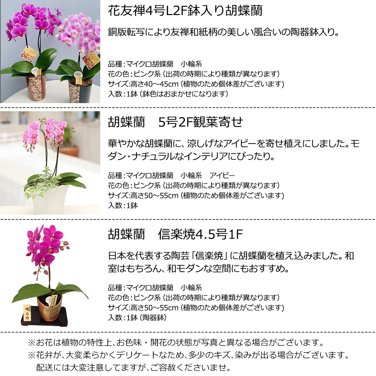 目録 景品 忘年会 二次会 景品 ビンゴ 忘年会 景品 ゴルフ ビンゴ コンペ オンライン飲み会 景品 目録 特大a3 パネル セット 産地直送 目録 目録 ビンゴ 景品 3種から選べる リビング胡蝶蘭 目録引換券 A3パネル付き A3パネル付き 忘年会 ビンゴ景品 オンライン飲み 目録 景品 忘年会 二次会 景品 ビンゴ 忘年会 景品 ゴルフ ビンゴ コンペ オンライン飲み会 景品 目録 特大a3 パネル セット 産地直送 目録 目録 ビンゴ 景品 3種から選べる リビング胡蝶蘭 目録引換券 A3パネル付き A3パネル付き 忘年会 ビンゴ景品 オンライン飲み