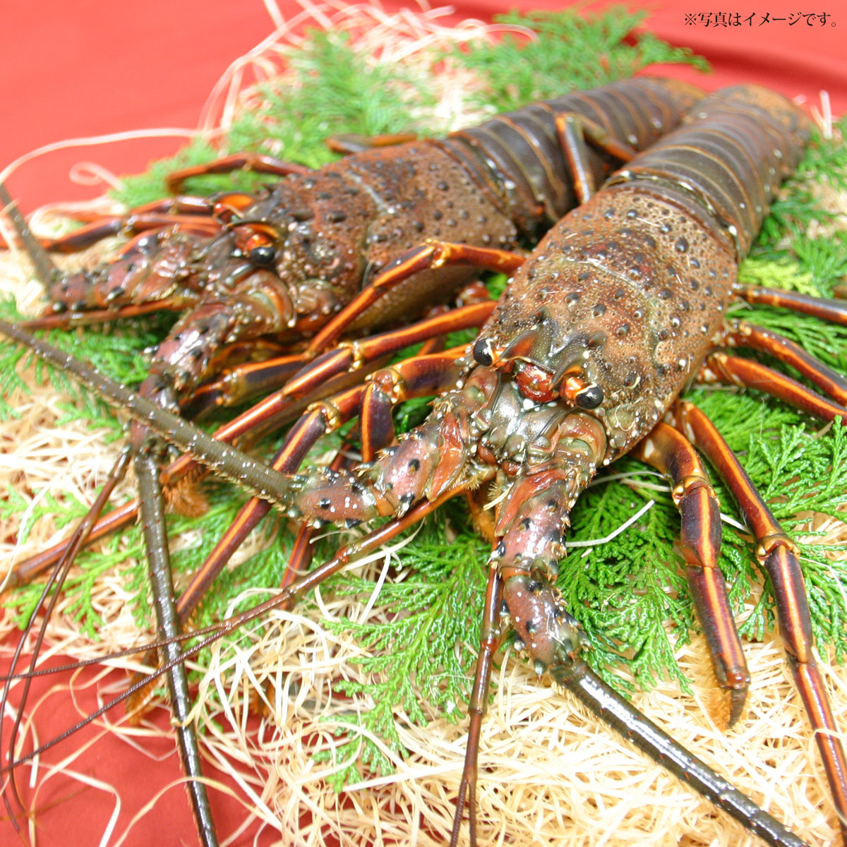 メール便なら送料無料 国産 活伊勢海老 産直グルメ ギフト グルメ 魚介 食品 送料無料 内祝い 誕生日 プレゼント お返し 母の日 父の日 正規品 Blog Belasartes Br