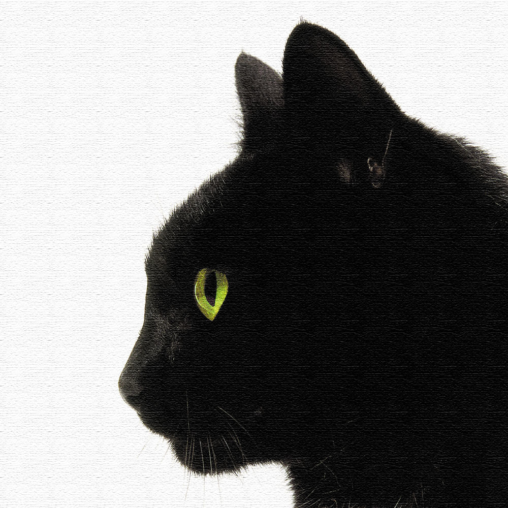 黒猫 アートボード 小物 インテリア 100cm &times; 100cm｜家具・インテリア　フリーシュ